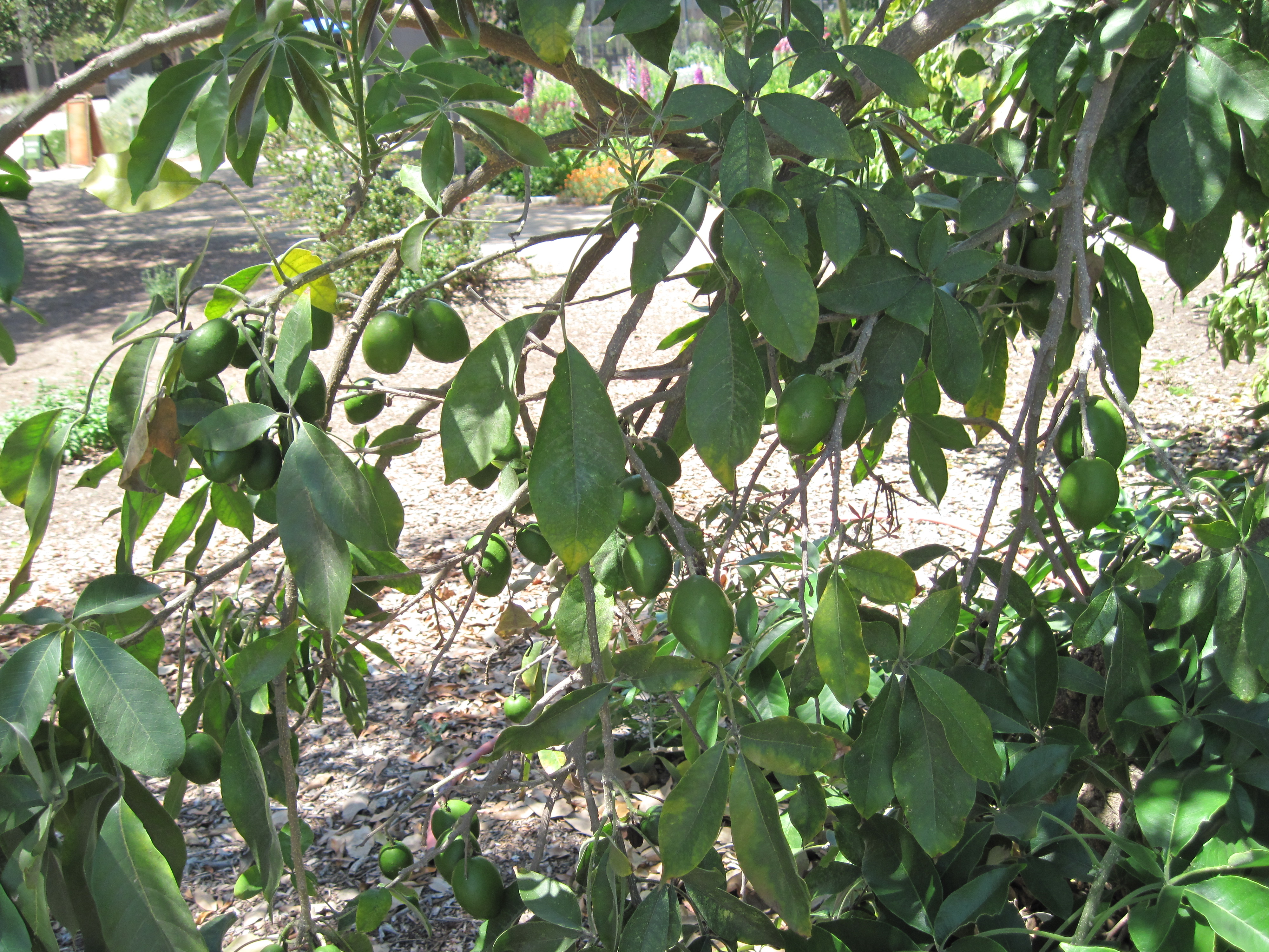 woolly-leaf white sapote